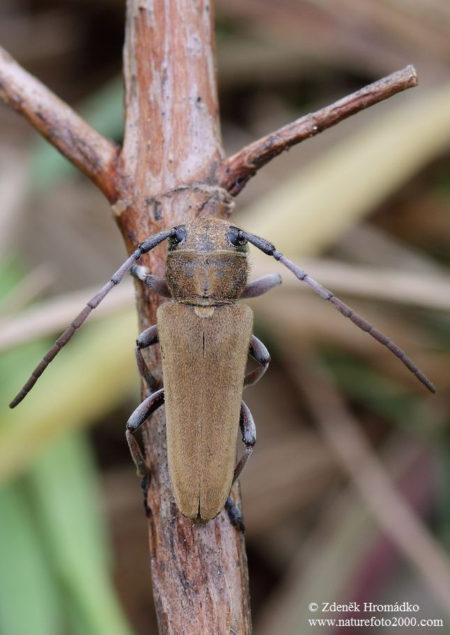 tesařík, Phytoecia cephalotes, Küster 1846, Cerambycidae (Brouci, Coleoptera)
